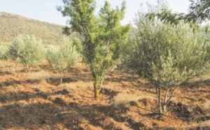L'état d'avancement de plusieurs projets agricoles dans la région de l’Oriental