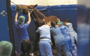 Une clinique 5 étoiles pour chevaux aux portes de Lyon
