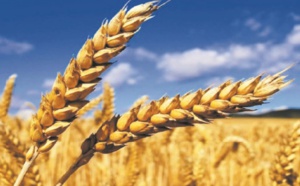 Plus de 731.000 ha emblavés en céréales dans la région Fès-Meknès