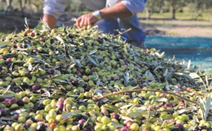 L'oléiculture enregistre un accroissement important en termes de superficie dans l’Oriental
