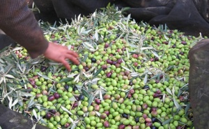 La production oléicole a atteint plus d'un million de tonnes dans la région de Fès-Meknès