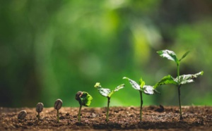 60% des espèces de café sauvage sont menacées d'extinction
