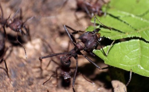 Chez les fourmis bâtisseuses de sentiers, chacun fait ce qu'il lui plaît