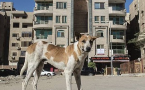 Dans les rues du Caire, le défi des chiens errants