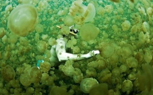 Insolite : Nager avec les méduses