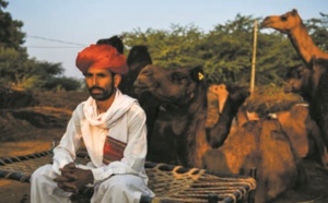 Au Rajasthan, les dromadaires du désert se reconvertissent