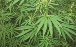 En usant de données obsolètes, l’Office classe le Royaume en tête des producteurs de cannabis : L’ONUDIC charge le Maroc