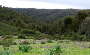 L’espace forestier, troisième poumon de la province de Sidi Slimane