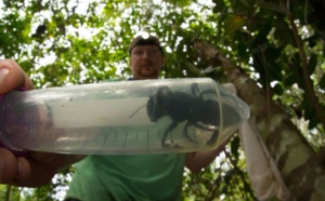 La plus grosse abeille du monde retrouvée en Indonésie