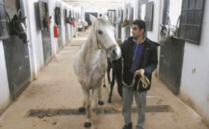 En Syrie, les pur-sang arabes menacés et traumatisés par la guerre