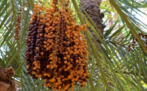 Une société marocaine reçoit le Prix international Khalifa du “palmier dattier et de l'innovation agricole”