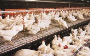 Une nouvelle souche de  salmonelle prélevée sur la volaille marocaine :  Menace sur le secteur avicole