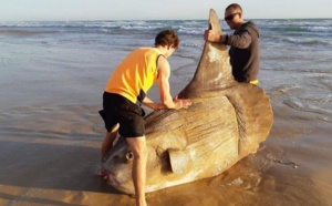 Insolite : Poisson-lune