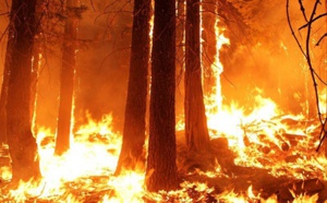 Quelques conseils pour éviter  le déclenchement des feux de forêt