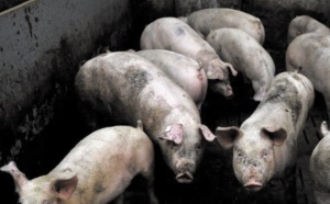 Quand des cerveaux de porcs continuent de fonctionner après leur mort