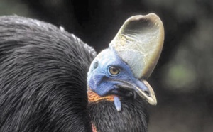 Insolite : Tué par son casoar