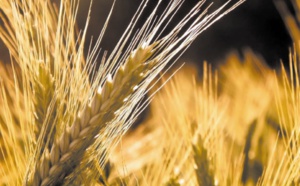 La saison agricole sera moyenne au niveau de la production des céréales