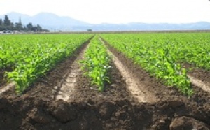 Lancement de la campagne agricole : Les promesses ont plu à Fès
