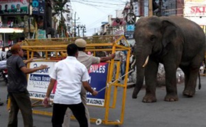 Insolite : La balade d'un éléphant