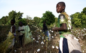 Mali: Voyage au pays de l'or blanc