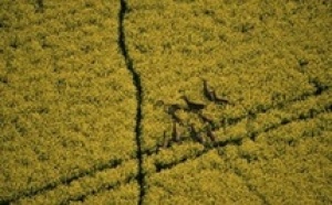 Les paysans brésiliens parient sur les biocarburants