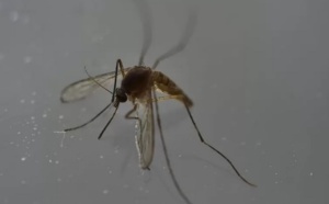 Zika : Risque de séquelles neurologiques graves