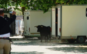 Insolite : Taureau en fuite
