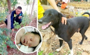 Insolite : Chien héros