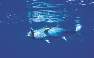 Sauver les poissons, “moins compliqué” que le climat !