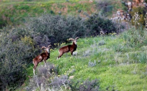 Emblématiques de Chypre, les mouflons suscitent l'ire des agriculteurs