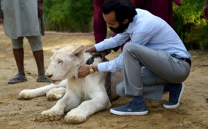 Insolite : Des lions comme animaux de compagnie