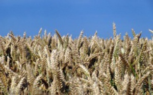 Le blé dur, de plus en plus rare au Maroc : Les agriculteurs tirent la sonnette d’alarme