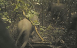 Les éléphants de Lagos, secret bien gardé du Nigeria