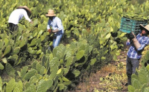 Au Mexique, le cactus pour produire du plastique