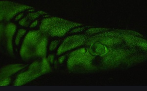 Des chercheurs percent le secret des requins fluorescents