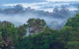 Les forêts tropicales, un “poumon” qui s'essouffle