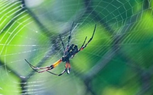 Le réchauffement climatique rend les araignées plus agressives