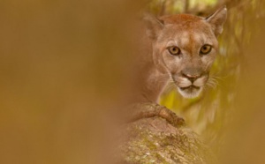Insolite : Lynx et panthères