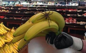 Insolite : Une tarentule au supermarché