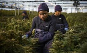 ​Le royaume du Lesotho, pionnier africain du cannabis médicinal