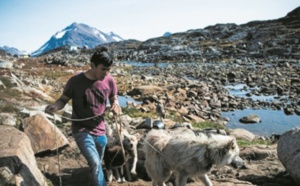 Au Groenland, les chiens de traîneau menacés par la fonte des glaces