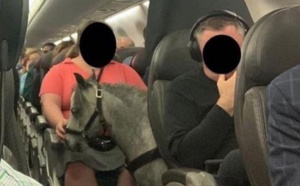 Insolite : Une Américaine voyage en cabine d'un avion avec son cheval miniature