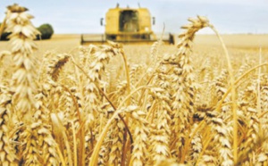 L’offre mondiale de céréales plus abondante que prévu