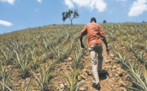Innovation et technologie agricoles, clés de la réduction de la pauvreté