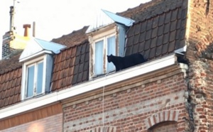 Insolite : Panthère noire