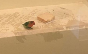 Insolite : Un perroquet mis en cellule