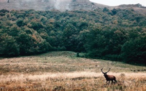 Le commerce de faune sauvage touche une espèce vertébrée terrestre sur cinq
