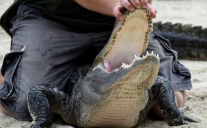 Insolite : Deux hommes arrêtés en Floride après avoir fait boire de la bière à un alligator