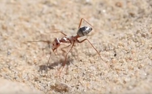 Des chercheurs ont filmé la fourmi la plus rapide du monde