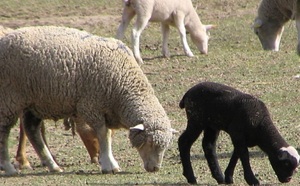 Les moutons, des animaux d’une grande diversité génétique
